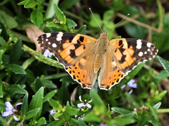Painted Lady butterfly on Lobelia anceps